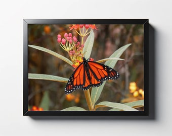 Monarch Butterfly Print | Monarch Butterfly Photo | Butterfly Wall Art | Butterfly Wall Decor | Butterfly Print