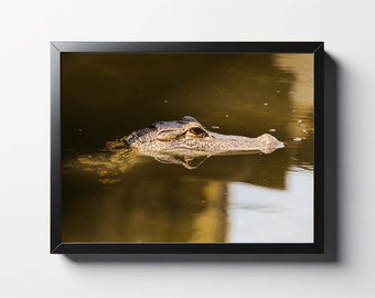 Small Gator in the Sunlight Photo | Alligator Decor | South Carolina Photography | Nature Photo | Wildlife Photo