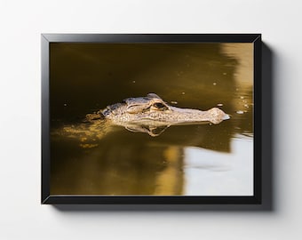Alligatorfotoafdruk | Wilddecor in South Carolina