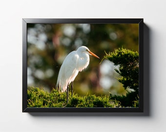 White Egret in Tree Print | White Egret In Tree Photo | Egret Wall Art | Egret Wall Decor | Bird Print | Nature Print