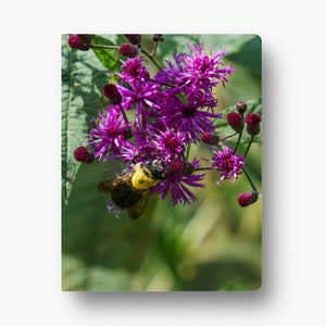 May include: A bumblebee with yellow and black stripes collects nectar from a cluster of purple flowers with green leaves.