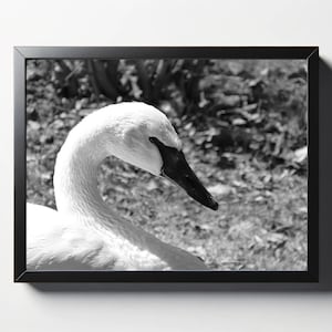 Trumpeter Swan Print | Trumpeter Swan Photo | Black and White Print | Black and White Photo