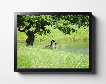 Canadian Geese Photo Print | Peaceful Nature Wall Art