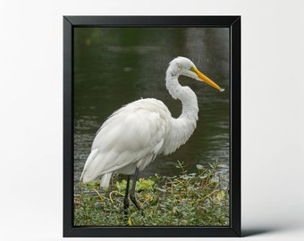 Great Egret Pond Photography Print | Nature Wall Art
