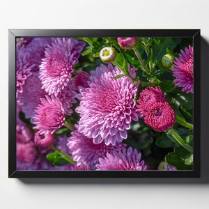 Pink Chrysanthemums Macro Print | Pink Chrysanthemums Macro Photo | Flower Print | Flower Photo | Plant Print | Gift for Her | Gift for Mom