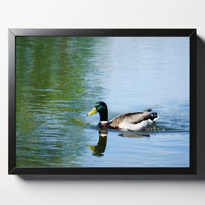 Impresión de pato real en un estanque / Foto de pato real en un estanque / Regalo para él / Regalo para ella / Regalo para papá / Impresión de naturaleza / Foto de naturaleza