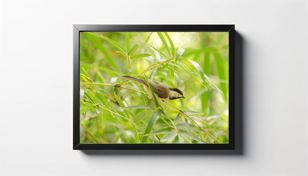 Black Capped Chickadee Bird Print | Nature Photography, Bird Decor - Etsy