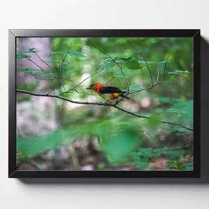 May include: A small, orange and black bird perched on a branch in a green forest. The bird has a red head and a yellow belly.