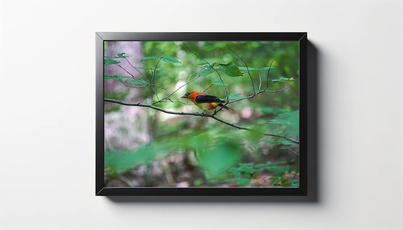May include: A small, orange and black bird perched on a branch in a green forest. The bird has a red head and a yellow belly.