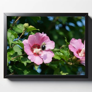 Bee On Hibiscus Print