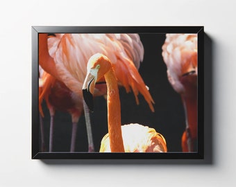 Stampa fotografica di fenicotteri / Arte murale di uccelli tropicali