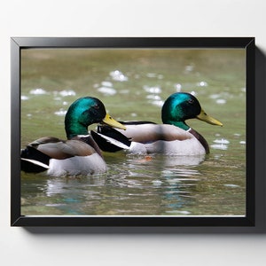 Male Mallard Ducks Print | Duck Decor | Duck Photography | Nature Print