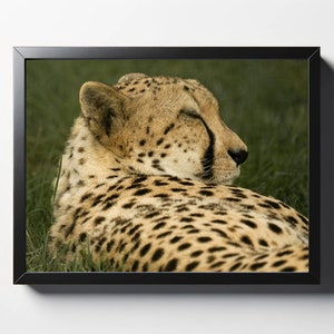 Cheetah Sleeping Print | Cheetah Photo | Cheetah Decor | Cheetah Home Decor | Cheetah Nursery Print