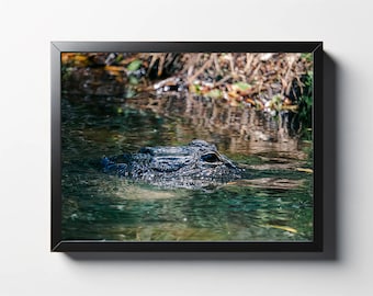 Alligator Eye Photo | Alligator Décor | Alligator Wall Décor | South Carolina Photography | Nature Photo | Wildlife Photo