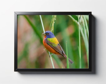 Painted Bunting Perched Print | Bird Decor | Bird Wall Art