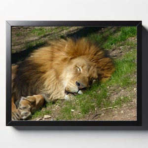 Lion Sleeping Print | Lion Sleeping Photo | Lion Wall Decor | Lion Wall Art | Lion Decor | Nursery Print | Big Cat Photo