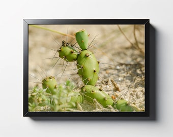 Beach Cactus Print | Cactus Photo | Cactus Wall Art | Cactus Wall Decor | Plant Print