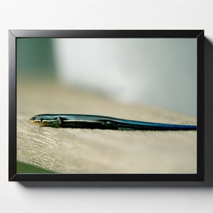 Blue Tailed Skink Print | Blue Tailed Skink Photo | Skink Photo | Skink Print | Lizard Print | Wildlife Print