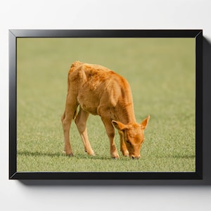 Baby Brown Cow Grazing Print | Baby Brown Cow Grazing Photo | Cow Wall Art | Cow Wall Décor | Cow Print | Nature Print