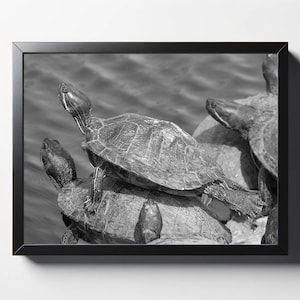 Turtle Black and White Print | Turtle Black and White Photo | Nature Print | Nature Photo