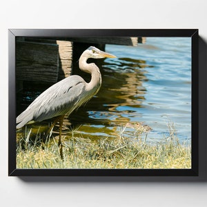 Great Blue Heron with Gator Print | Great Blue Heron Photo | Great Blue Heron Décor | Gator Photo | Gator Décor