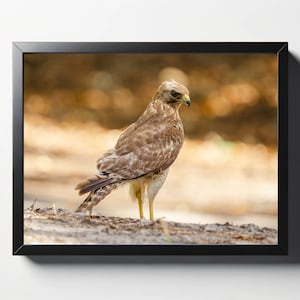 Hawk Print | Hawk Photo | Hawk Wall Art | Hawk Wall Decor | Bird Print | Bird Decor