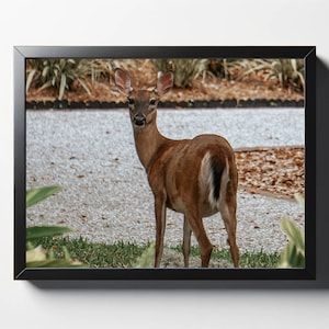 White Tailed Deer Print | White Tailed Deer Photo | Deer Wall Art | Deer Wall Decor | Deer Print | Wildlife Print