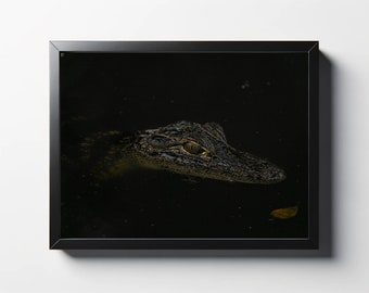 Baby alligator fotografie print | Natuurfoto in het wild