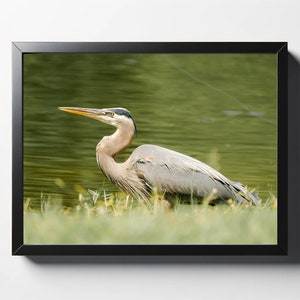 Great Blue Heron at Lake Joe Print | Heron Wall Art | Bird Decor | Bird Wall Art