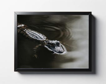 Fotoafdruk baby alligator | Natuurfotografie in het wild