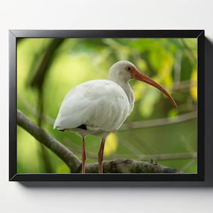 White Ibis Close Up Print | White Ibis Decor | Bird Decor | Bird Print | Bird Photography