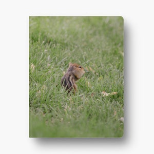 May include: A small brown and white chipmunk standing in tall green grass, looking up and to the right.