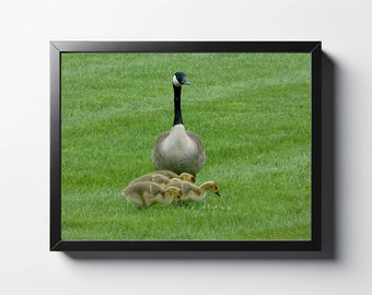 Canadian Goose and Goslings Photo | Wildlife Wall Art