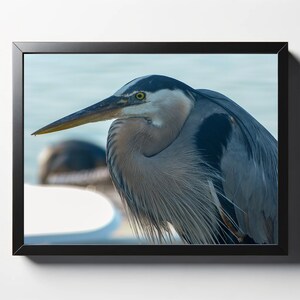 Blue Heron Macro Print | Blue Heron Macro Photo | Heron Wall Art | Heron Wall Decor | Bird Print | Sea Print | Ocean Print