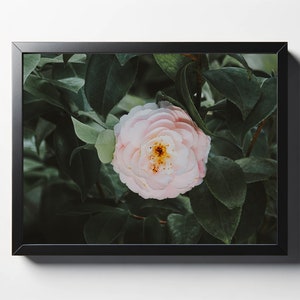 Pink Camellia Flower Print | Camellia Photo | Flower Wall Art | Flower Wall Decor | Nature Print | Nature Photo