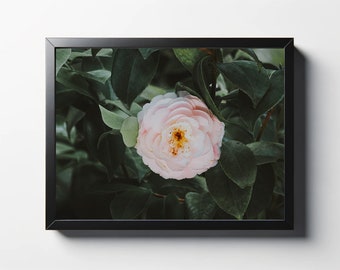 Pink Camellia Flower Photo Print | Floral Nature Wall Art