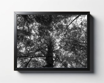 Schwarzweiß Wald Blätter Druck | Äste Home Decor