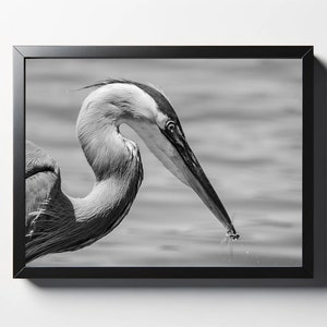 Black and White Heron Catches Dragonfly Print | Black and White Heron Catches Dragonfly Photo | Black and White Heron Wall Art