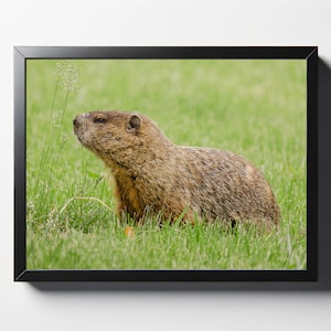 Groundhog Posing Print | Animal Decor