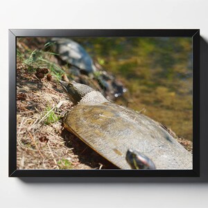 May include: A close-up of a brown and gray turtle resting on the edge of a stream. The turtle is on a bed of brown leaves and twigs.