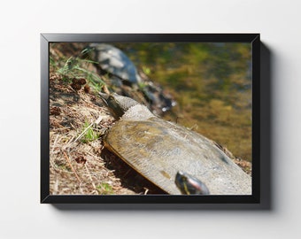 Snapping Turtle Photo Print | Nature Wall Art - Etsy