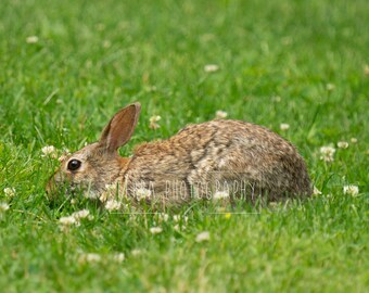 Cute Bunny with Clovers Side View Print | Bunny Decor | Animal Decor