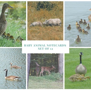 Baby Animal Note Cards Set of 12 With Envelopes | Notecards | Snail Mail | Pen pals | Blank inside