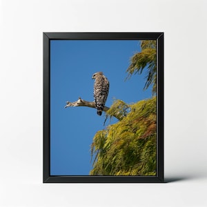 Hawk on Branch Print | Hawk on Branch Photo | Hawk Wall Art | Hawk Wall Decor | Bird Print | Nature Print