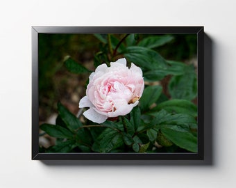 Pink Peony Photo Print | Floral Wall Art Decor