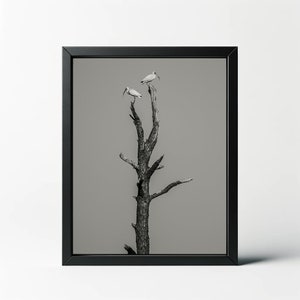 Black and White Twin Ibis on Tree Print | Black and White Twin Ibis On Tree Photo | Black and White Ibis Wall Decor