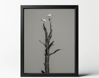 Schwarz Weiß Twin Ibis Fotografie Druck | Minimalistische Vogel Wanddekoration