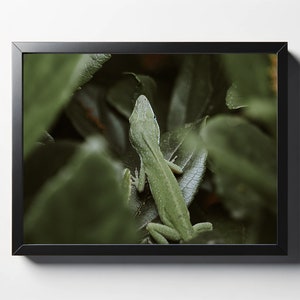 Green Anole Camouflage Print | Green Anole Camouflage Photo | Anole Wall Art | Anole Print | Lizard Print | Wildlife Print