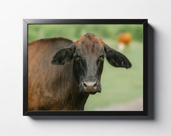 Brown Cow Portrait Print | Farmhouse Wall Art
