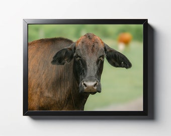 Brown Cow Print | Brown Cow Photo | Cow Wall Art | Cow Wall Décor | Cow Print | Nature Print